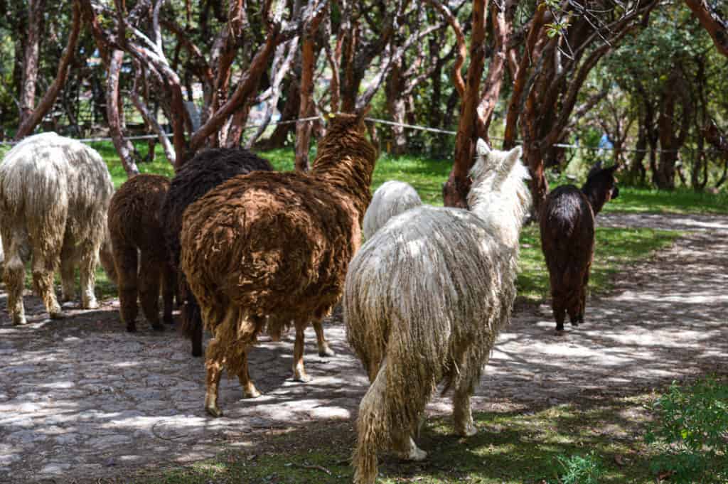 Different camelids, suri alpaca, huacaya alpaca, llamas, lined up grazing around in a small park. 
