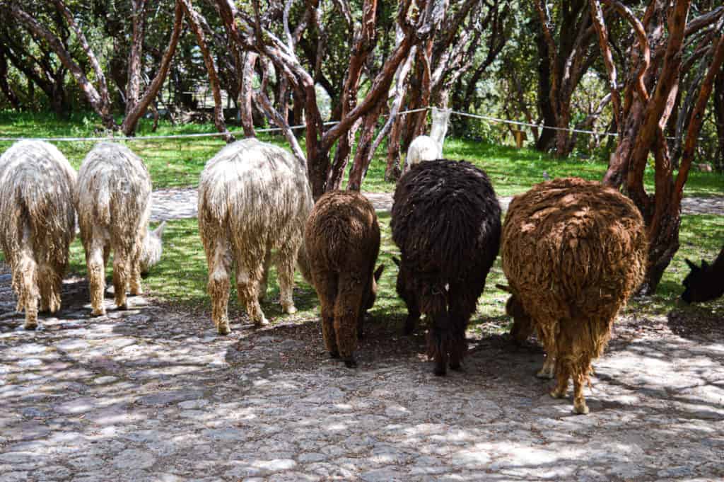 Herd of camelids in a park. There is a white suri alpaca, a brown llama and some alpacas.