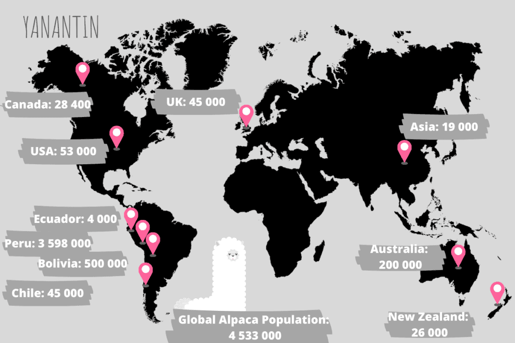 Distribution of global alpaca population. 
Peru: 3 598 000
Bolivia: 500 000
Australia: 200 000
United States: 53 000
United Kingdom: 45 000
Chile: 45 000
Canada: 28 500
New Zealand: 26 000
Asia (multiple countries): 19 000
Ecuador: 4 000
Other: 15 000